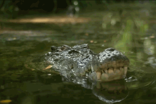 Cá sấu dễ dàng tóm gọn chú lợn hoang.