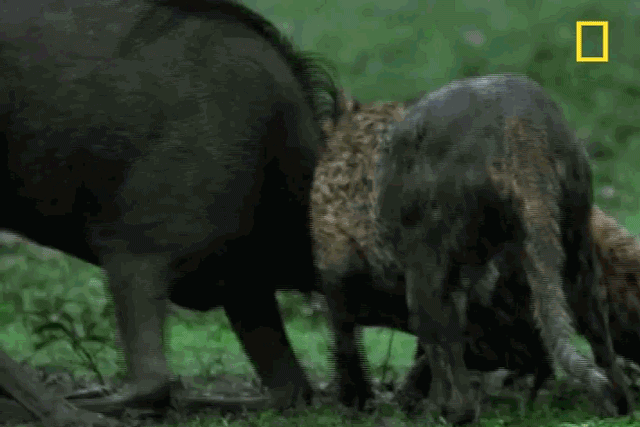 Hai chú báo chật vật hạ sát linh dương đầu bò trong cơn mưa đầu mùa