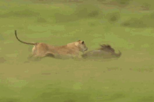 Thất bại trong cuộc ‘đua tốc độ’, lợn bướu trở thành bữa ăn ngon cho sư tử
