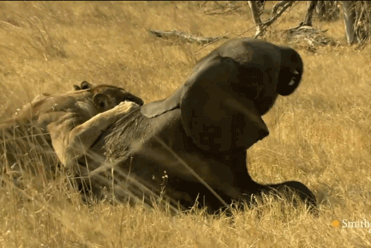 Bị bầy đàn bỏ rơi, voi con xấu số nhận cái kết bị thảm khi chạm mặt sư tử