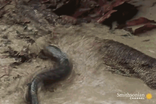 Tiết lộ &apos;vũ khí&apos; đáng sợ giúp cá chình điện hạ gục cả cá sấu