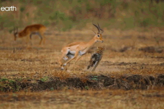 Linh cẩu tham ăn giúp linh dương Impala tạo ra màn thoát chết khó tin