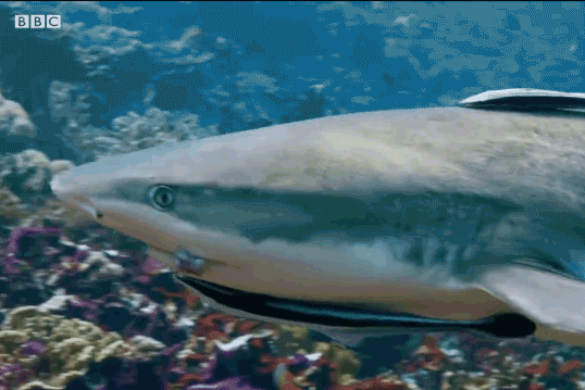 Mực nang dùng tuyệt chiêu ‘biến hình’ đánh lừa cá mập và săn cua