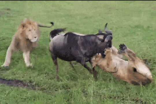 Sư tử hạ sát linh dương đầu bò.