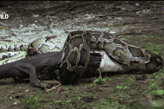 Trăn Miến Điện giết chết cá sấu.