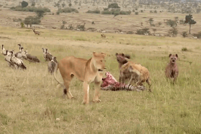 Bầy linh cẩu cố gắng tấn công sư tử để bảo vệ mồi.