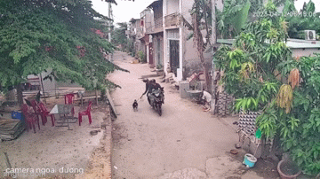 Dog and cat theft is rampant in the suburbs of Ho Chi Minh City 