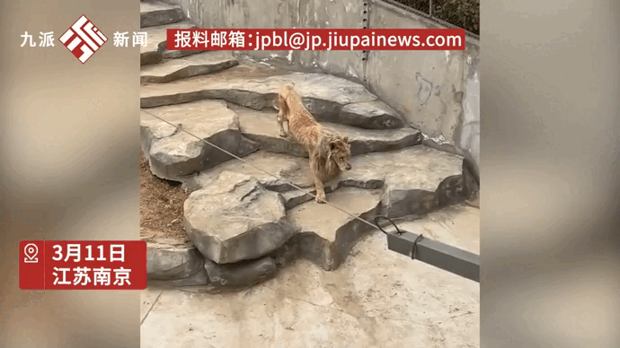 Mạng xã hội Trung Quốc dậy sóng hình ảnh ‘chúa sơn lâm’ chỉ còn da bọc xương trong vườn thú