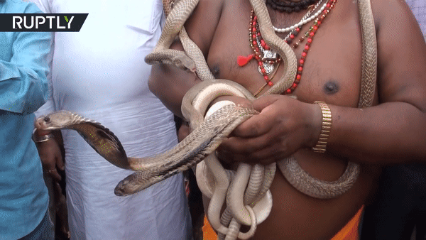 Hãi hùng lễ rước hàng trăm con rắn trên đường phố Ấn Độ