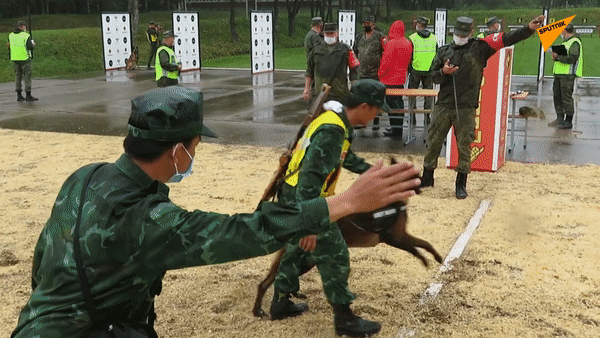 Chó nghiệp vụ Việt Nam lần đầu tham gia &apos;Người bạn trung thành&apos; tại ARMY-2020