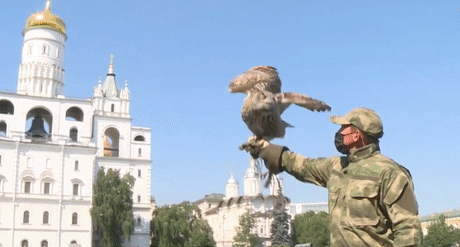 Biệt đội chim an ninh bảo vệ Điện Kremlin như thế nào?