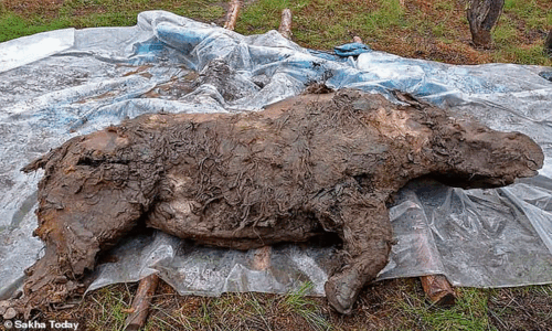 Tìm thấy xác tê giác đông cứng 50.000 năm còn nguyên nội tạng