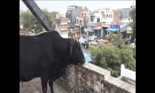 Dân mạng phì cười xem giải cứu chú bò leo cầu thang lên tầng thượng nhà dân