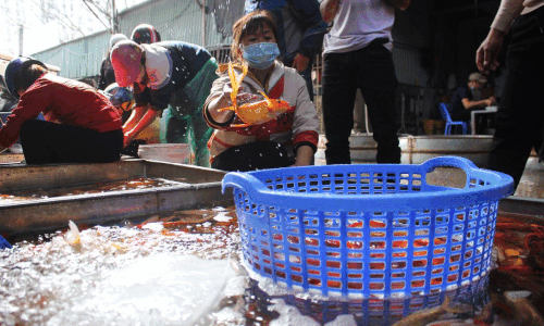 Chợ cá Hà Nội &apos;cháy&apos; hàng dịp ông Công, ông Táo dù giá liên tục leo thang