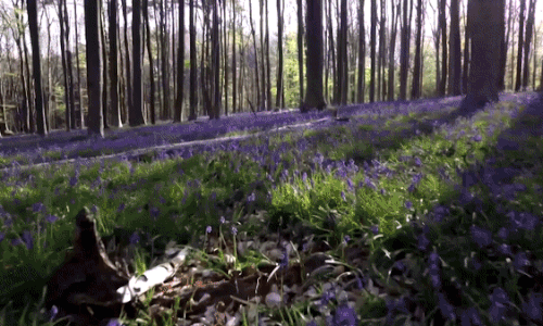 Choáng ngợp trước thảm hoa tuyệt đẹp trong khu rừng thần tiên ở Bỉ