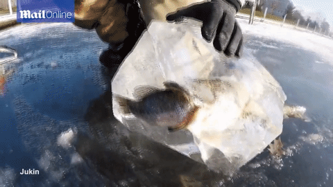 Kỳ lạ cá bị đóng băng trong tư thế... đang nuốt mồi