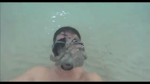 Thợ lặn suýt ngạt thở vì bị bạch tuộc tấn công bám giữa mặt