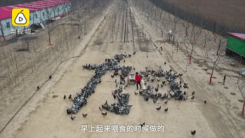 Ngàn con gà xếp chữ ‘Trung Quốc cố lên’ động viên tinh thần chống dịch Covid-19