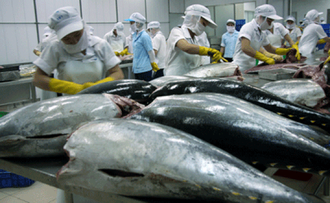 Thương vụ Việt Nam tại Úc cho hay, Úc sẽ siết việc kiểm tra chất lượng cá ngừ vào tháng 11 tới