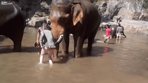 Nữ du khách bị hất tung khi đang tắm cho voi.