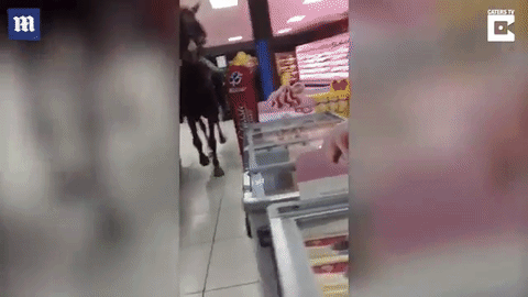 Cưỡi ngựa vào siêu thị mua sắm như chốn không người