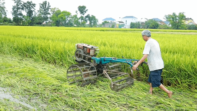 Nông dân xót xa cắt bỏ cả nghìn ha lúa lép hạt
