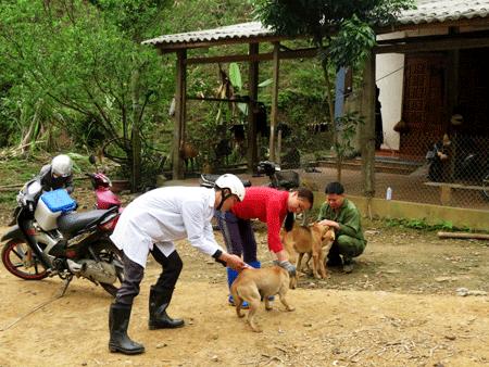 Tiêm phòng dại cho chó