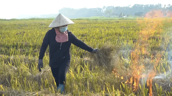 Nông dân Hà Nội đốt rơm rạ 'hun khói' người đi đường
