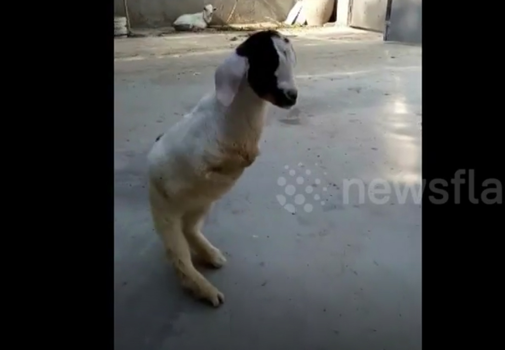 Video: Bất ngờ với hình ảnh của chú dê chỉ có hai chân