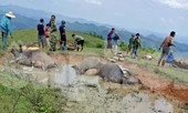 Nằm trong vũng nước, 9 con trâu bị sét đánh chết