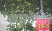 Không cần chờ đến thu, hoa sữa nở bung giữa tiết trời hè Thủ đô
