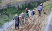 Phủ xanh bờ kè sông Tô Lịch bằng cỏ lá tre