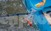 Thả cá Koi Nhật Bản xuống sông Tô Lịch và Hồ Tây