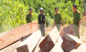 Điều tra vụ phá rừng ở Đắk Lắk, phát hiện nhiều điểm tập kết gỗ lậu
