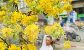Mai bung nụ nở sớm, nhiều nhà vườn 'méo mặt' sợ ế