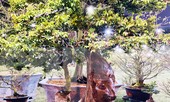Cây khế 100 tuổi hình đầu chuột có giá nửa tỷ đồng ở Sài Gòn