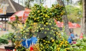 Quất cảnh hình chuột khan hiếm ở chợ hoa Sài Gòn