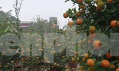 Lạc vào 'vương quốc' quất cảnh ở Hà Nội