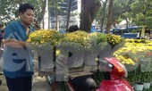 Chở thuê hoa tết đút túi tiền triệu mỗi ngày