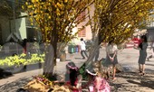 Tan hoang tiểu cảnh trang trí ở phố ông đồ