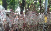 29 tết ở Sài Gòn: Đào bung sắc, sức mua rất chậm