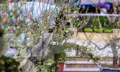 Nhất chi mai cổ từ Sa Pa 'đổ bộ' về Thủ đô đón Tết