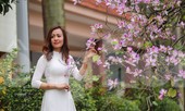 Hoa ban tím nở rực rỡ khắp phố phường Hà Nội
