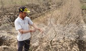 Hàng nghìn gốc đào tết bị bụi phủ trắng xóa vì dự án làm đường