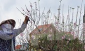 Hàng nghìn gốc đào chưa kịp bán đã nở rộ, nông dân Hải Phòng lo 'mất Tết'
