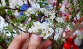 Độc đáo 'hoa nghìn nụ' được người dân đất Cảng săn đón dịp tết