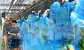 Tết vui, cùng bay theo ròng rọc chuối xuất khẩu
