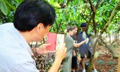 Du xuân với vườn ca cao muôn màu trên Tây Nguyên