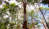 Ôm 'sứ giả thời tiền sử' trên Cổng Trời Bidoup
