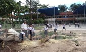Thêm cây phượng bất ngờ bật gốc, trường tiểu học hú vía